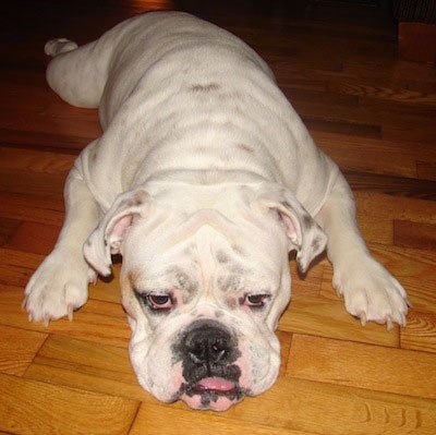 Close Up - A white English Bulldog is laying down on a hardwood floor, its mouth is open and its tongue is out.